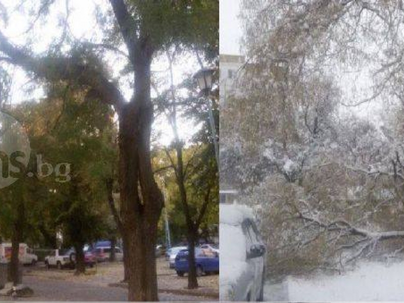 След няколко жалби до кметството: Изгнило дърво се сгромоляса в Кючука, по чудо няма жертви