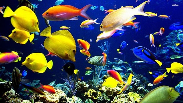 До 2050 в океаните ще има повече пластмаса отколкото риба