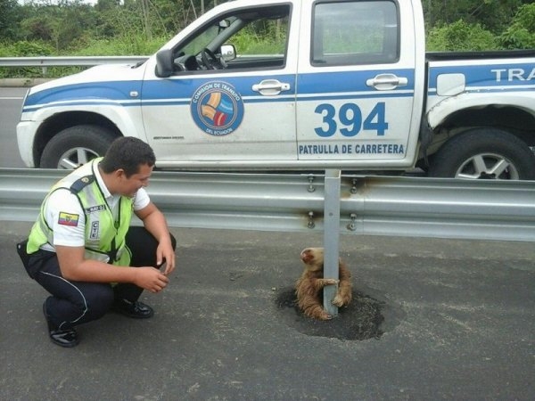 Пътни полицаи спасиха ленивец с усмивка