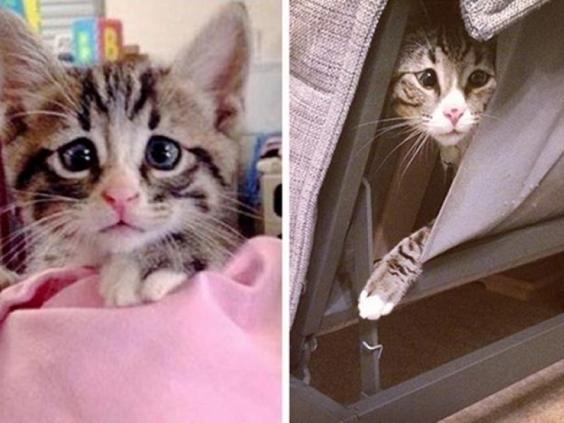 Коте с най-загрижените очи стана сензация в Инстаграм СНИМКИ