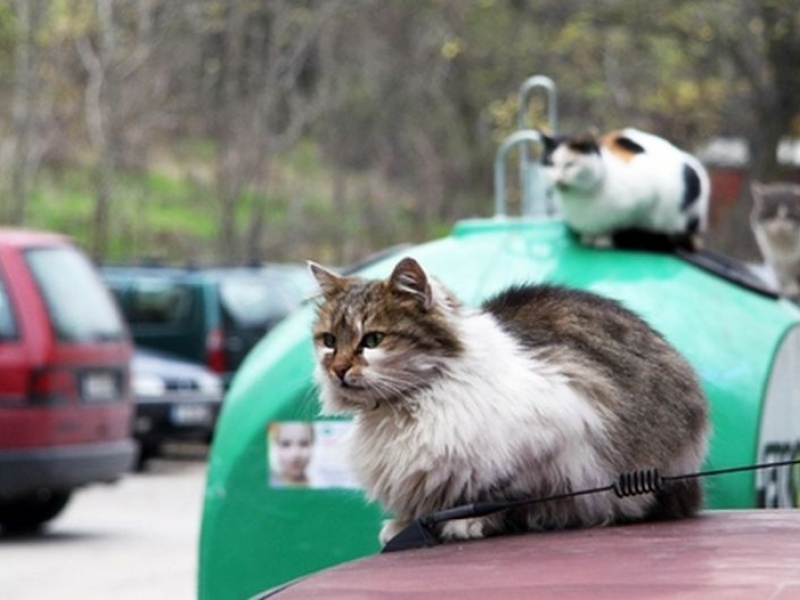 Котешки приют в Пловдив набира доброволци 