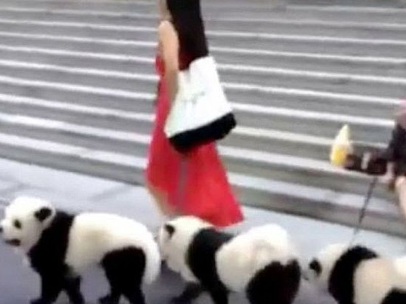 Азиатка превърна кучетата си в.... панди ВИДЕО 