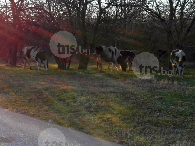 Едно абсурдче и си там: Крави на паша на Гребната база в Пловдив СНИМКА