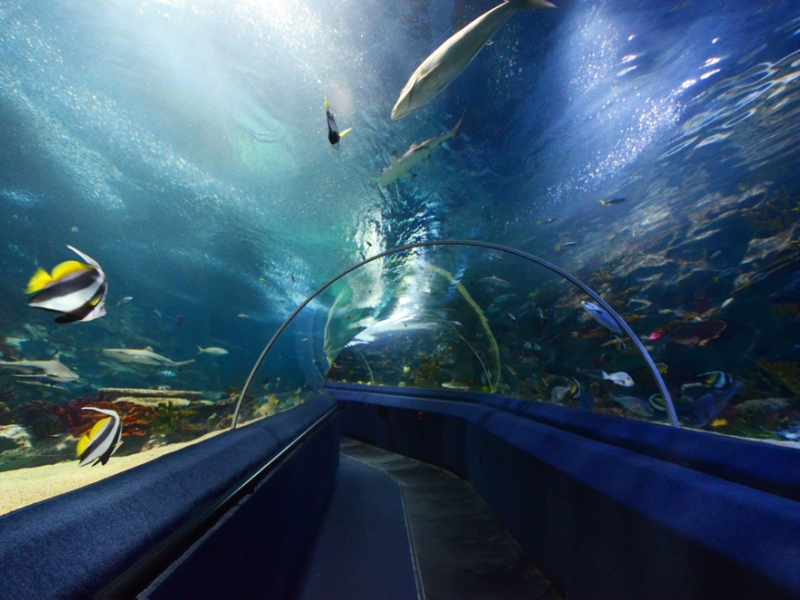След откриването на зоокъта, ще се мисли и за строенето на огромния аквариум в Пловдив ВИДЕО  