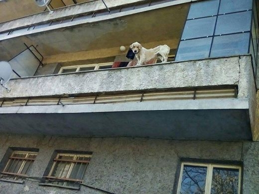Зловещо! Умиращо от глад куче скочи от балкона СНИМКИ