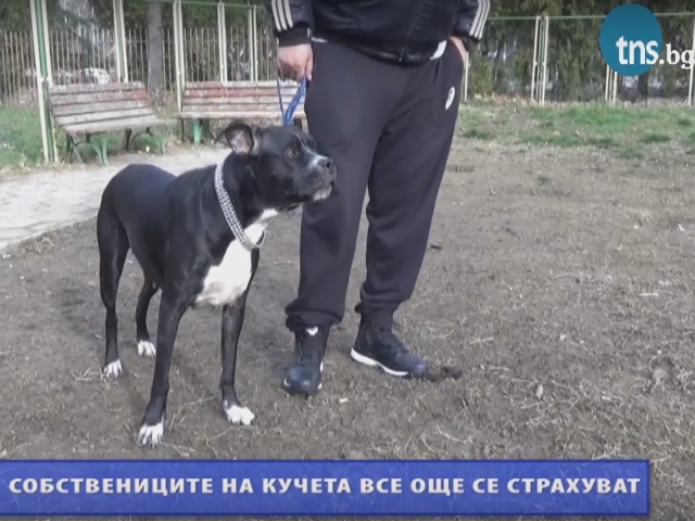 Страх от отрови преследва собствениците на кучета в Пловдив ВИДЕО