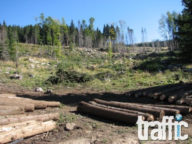 Доброволци ще пазят гората на Калековец от незаконни набези 