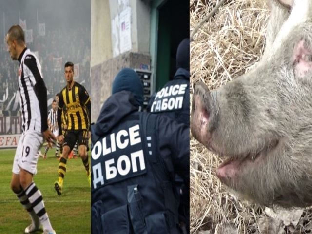 ЕМИСИЯ НОВИНИ: Ботев и Локо заедно срещу агресията, разбит наркокартел и скитащи се прасета из Пловдив