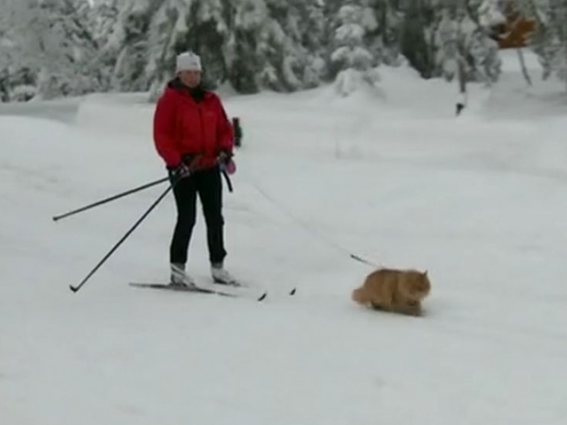 Котарак тегли стопанката си в снега по-добре от хъски ВИДЕО