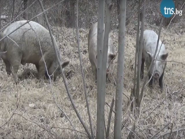 Трите прасенца се борят за магистратура в Пловдив ВИДЕО
