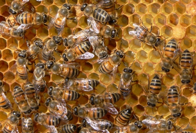 Пчелар научи пчелите си да правят мед от канабис