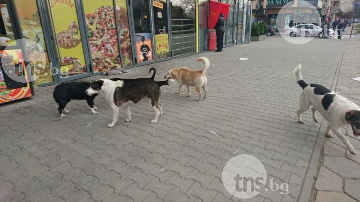 Глутница бездомни кучета в Тракия се нахвърлят върху хора без причина! СНИМКИ