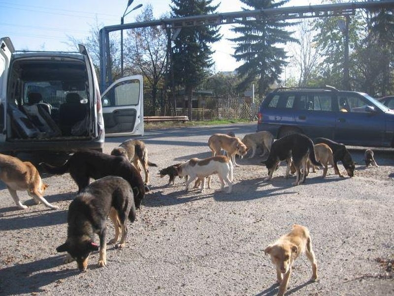 Тръгва кампания срещу изоставянето на кучета