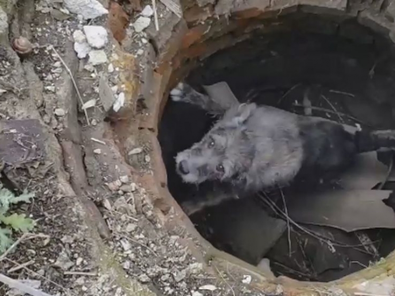 Спасиха куче от бавна и сигурна смърт в Пловдив ВИДЕО
