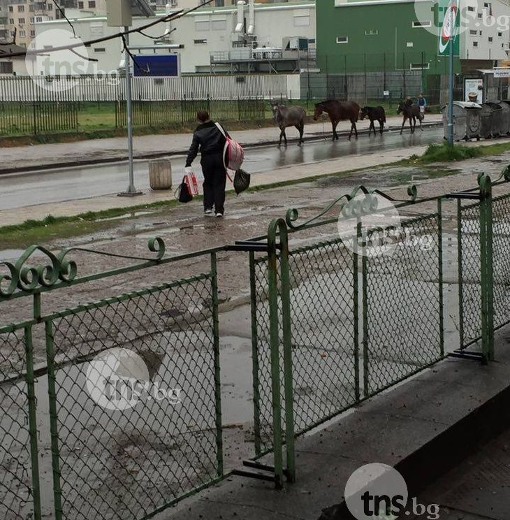 Не сме коне с капаци, но коне на улицата... ни идва малко в повече  ВИДЕО и СНИМКИ