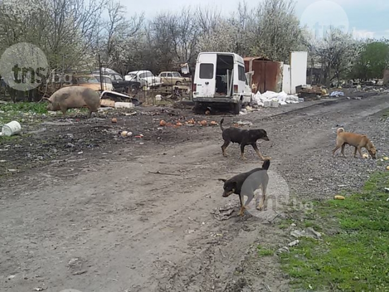 Пловдивчанин има 30 кучета, болни от краста! Отглежда ги с прасета и кокошки СНИМКИ и ВИДЕО