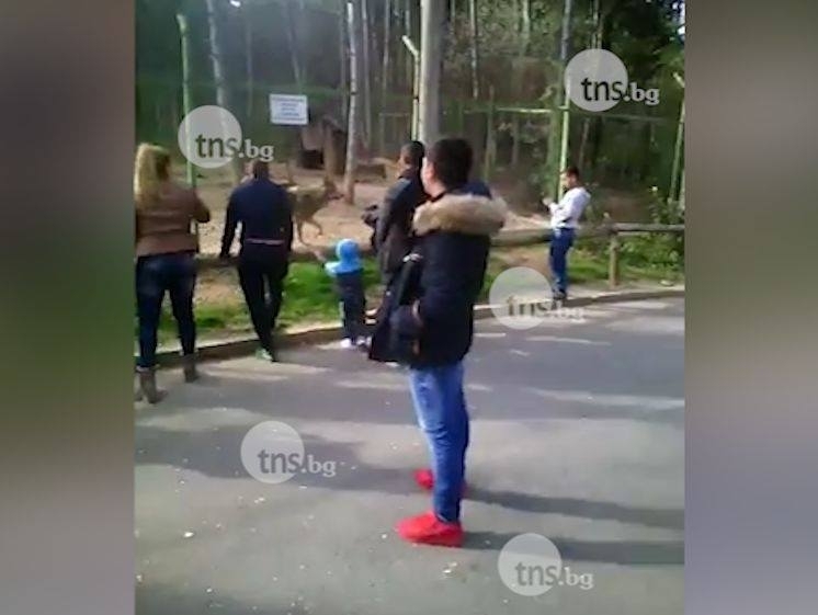 Издирват циганите, които се гавриха с животни в зоопарк ВИДЕО