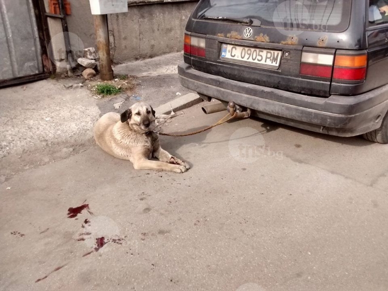 Арестуваха мъж, който спасил куче влачено с кола СНИМКИ
