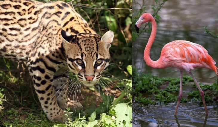 Без тигри и лъвове в пловдивския зоопарк, розово фламинго и оцелот сред най-атрактивните животни
