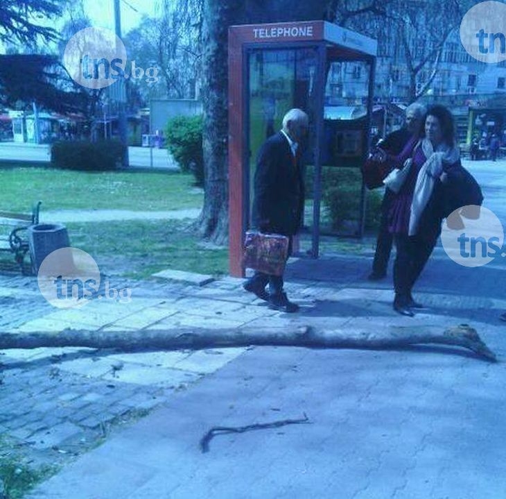 Клон се стовари с трясък в центъра на Пловдив