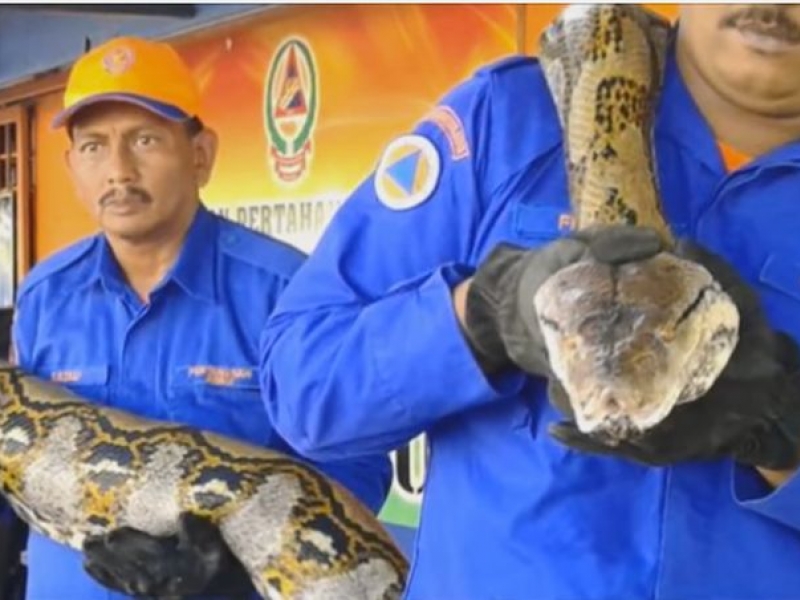 В Малайзия уловиха най-дългата змия ВИДЕО
