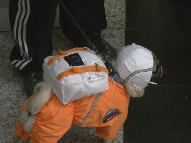 Руснаци облякоха кучетата си като космонавти ВИДЕО