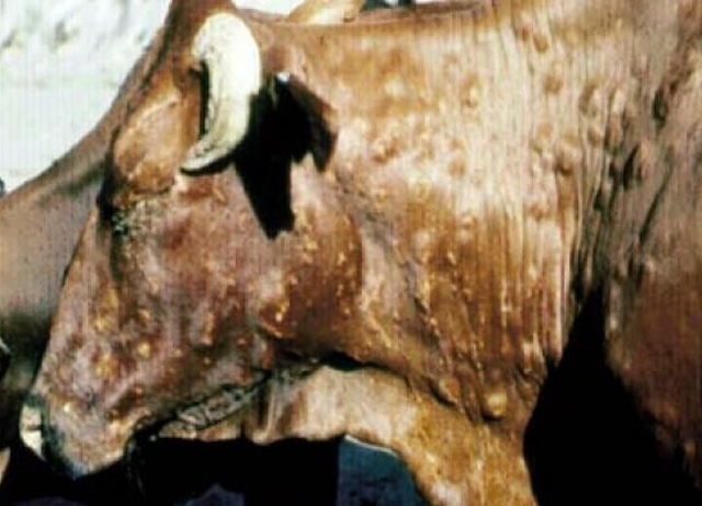 Заразна болест удря страната, забраняват движението на говеда в Пловдивско