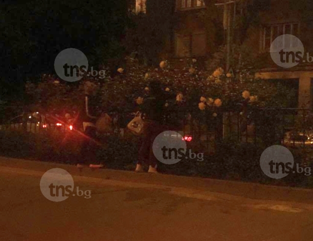 Роми крадат рози от булевард в Пловдив СНИМКА