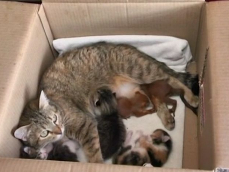 Котка осинови две новородени катерички ВИДЕО