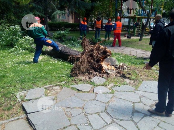 Дърво се сгромоляса в Дондуковата градина! Размина се без жертви СНИМКИ