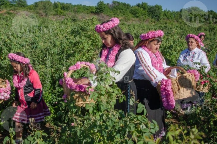 Китайци купуват розоварни в Подбалкана СНИМКИ  
