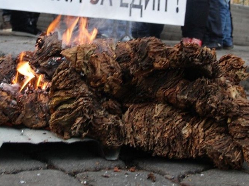 Тютюнопроизводители си чакат парите с месеци, стягат протести