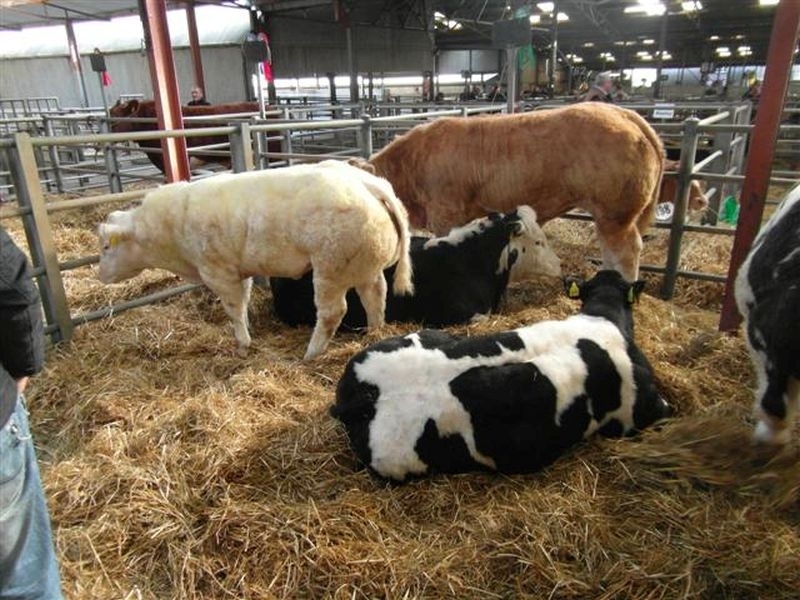 Рестарт на ваксинирането срещу Заразен нодуларен дерматит 