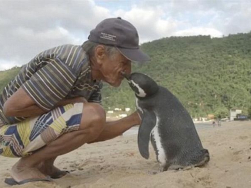 Пингвин преплува по 8000 км всяка година, за да види човека, който е спасил живота му ВИДЕО