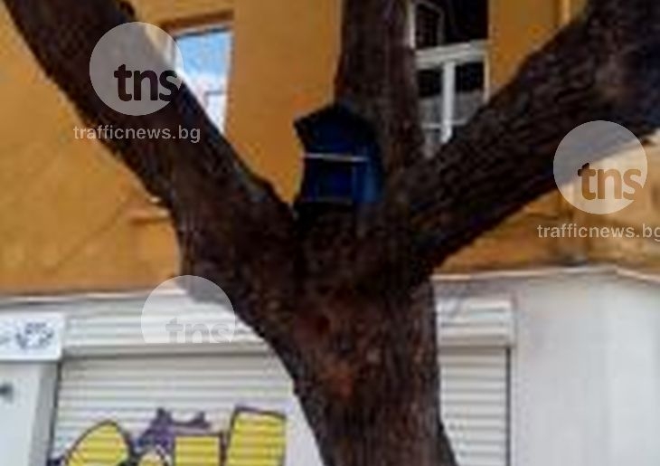 Кошер кацна на дърво на пъпа на Пловдив СНИМКИ