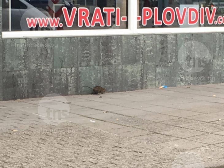 Заради дъждовете! Плъхове гиганти плъзнаха из Пловдив