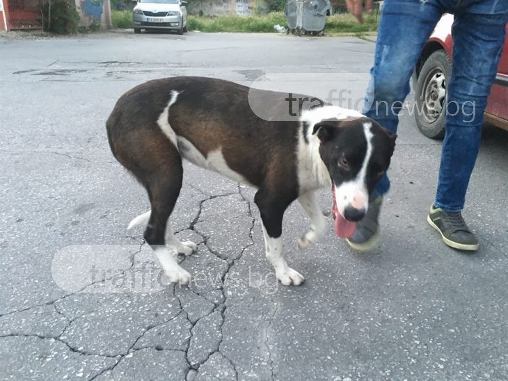 Пловдивчанин, спасил куче от боеве, му търси дом СНИМКИ