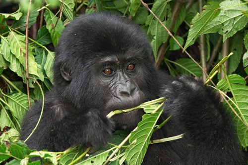 Застреляха горила в зоопарк, след като нападна 4-годишно дете