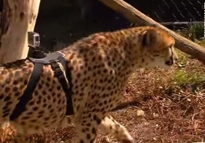 Сложиха камера на гърба на гепард, вижте изумителните кадри ВИДЕО
