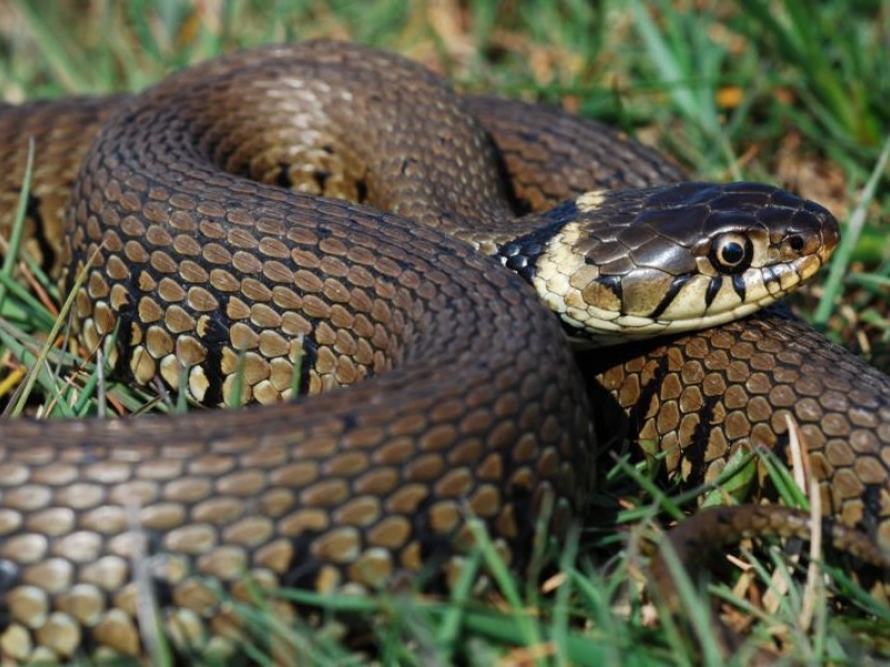 Нов случай на ухапан от змия в Пловдивско ВИДЕО