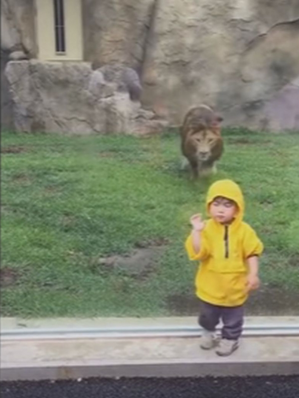 Лъв напада в гръб 2-годишно момченце в зоопарк ВИДЕО