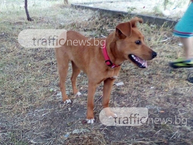 Внимание! Изгубено домашно куче в Кючук Париж търси своя собственик СНИМКИ