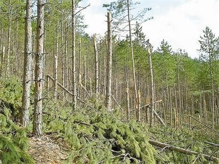 Англичани отсякоха поголовно десетки дървета заради музикален фест край Смолян