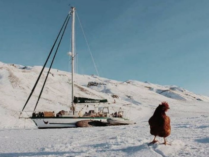 Мъж обикаля света с яхта и любимата си кокошка ВИДЕО и СНИМКИ