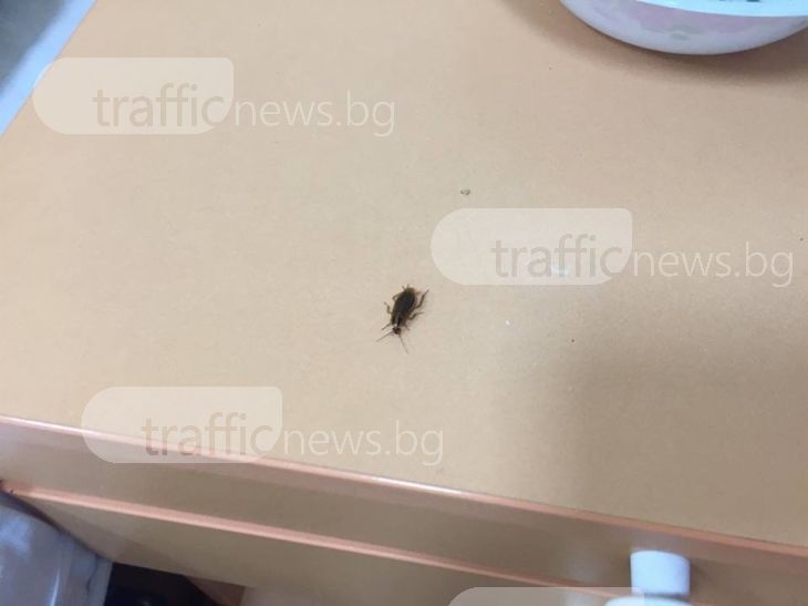 Хлебарки плъзнаха в една от най-големите болници в Пловдив СНИМКИ
