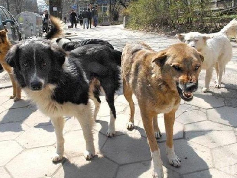 Глутница кучета събориха и нахапаха двама души 