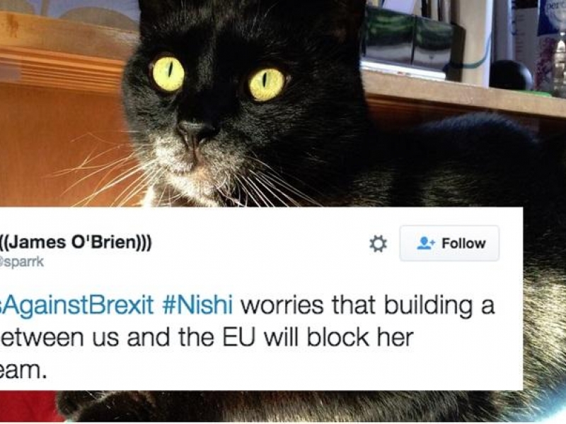 Британските котки са против излизането на страната от ЕС