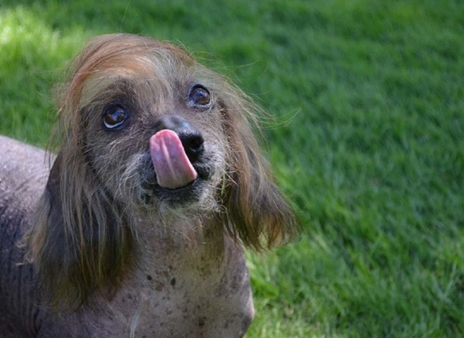 Претендент за най-грозното куче в света прилича на Доналд Тръмп СНИМКИ