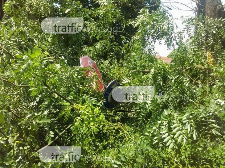 Дърво счупи два знака на кръстовище в центъра на Пловдив СНИМКИ