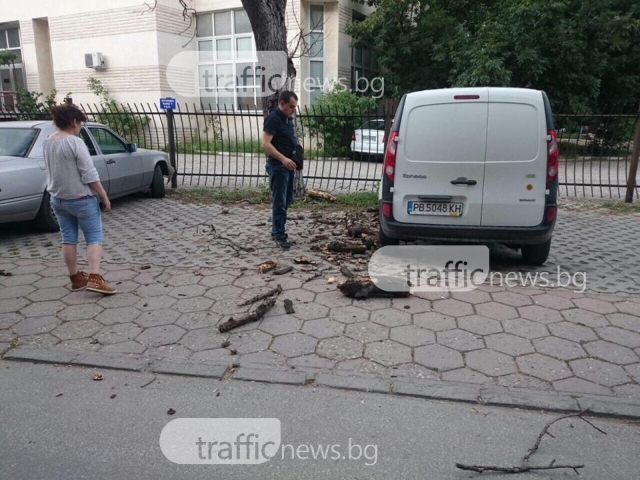 Втори инцидент с дърво: Клон се сгромоляса върху автомобил зад Второ районно СНИМКИ